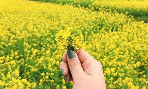 油菜花托物言志的作文600字